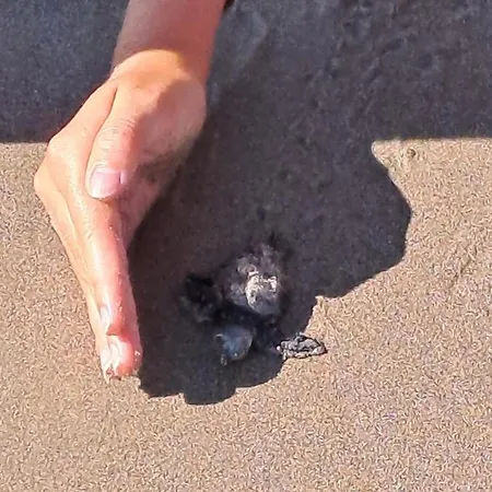 Mastora Seaside * Alykes (Zakynthos)